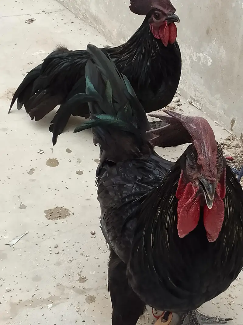 ayam cemani male pair — photo 4