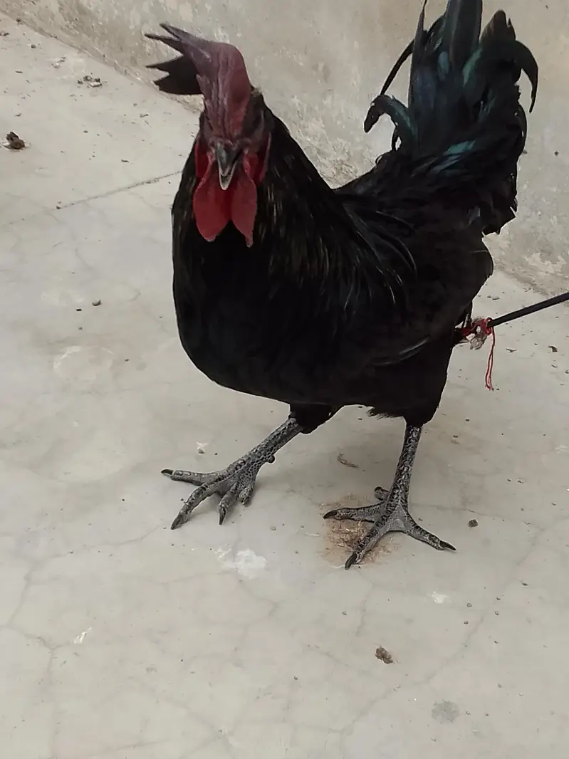ayam cemani male pair — photo 5