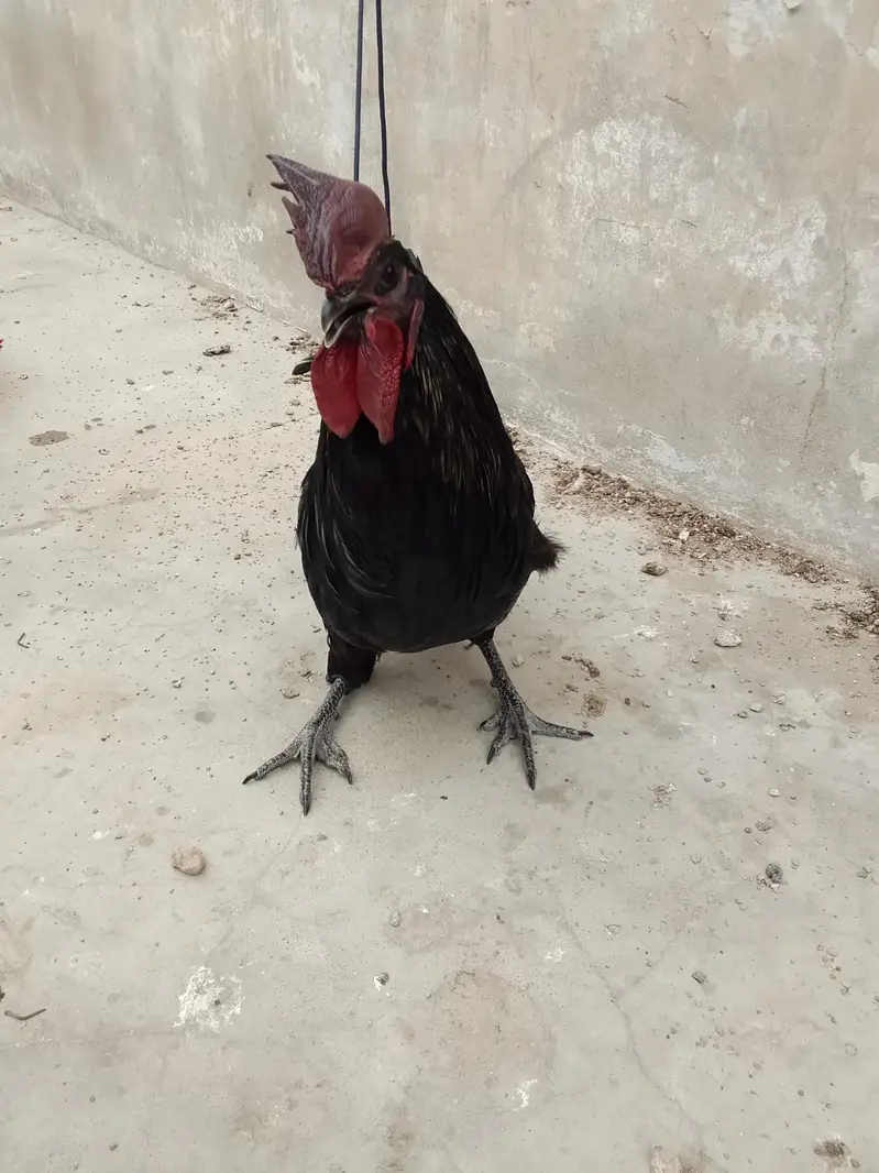 ayam cemani male pair — photo 6