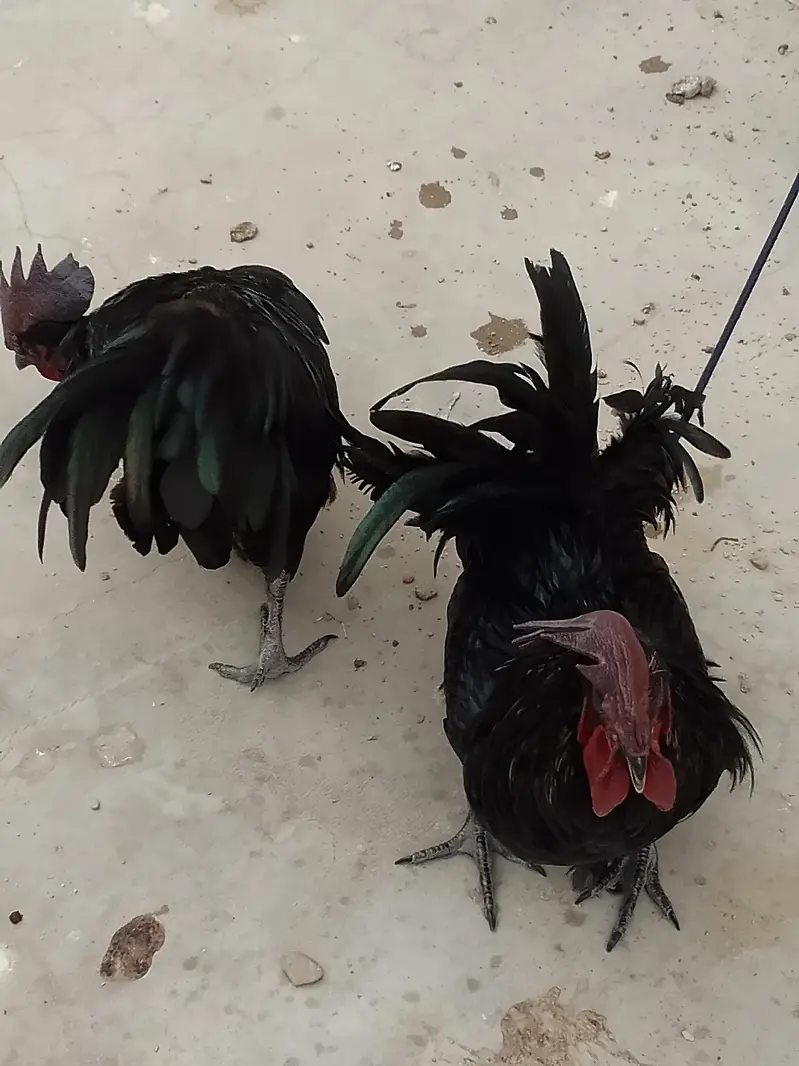 ayam cemani male pair — photo 7
