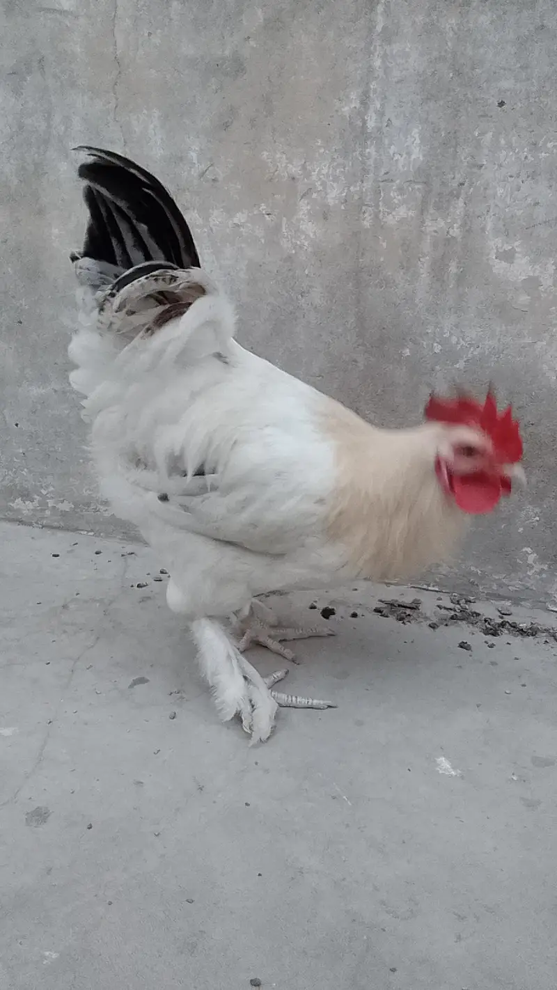 ayam cemani male pair — photo 9