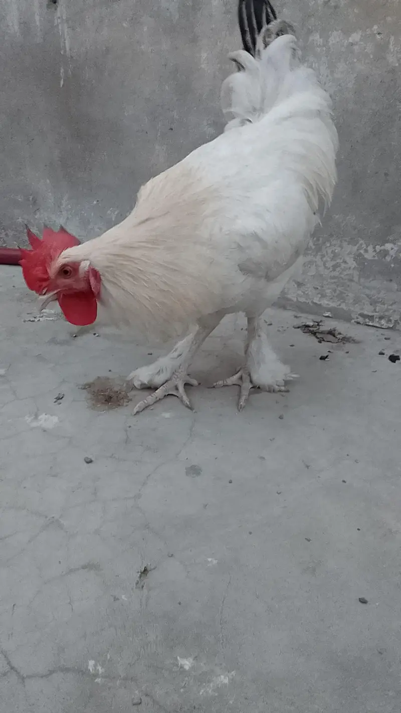 ayam cemani male pair — photo 10