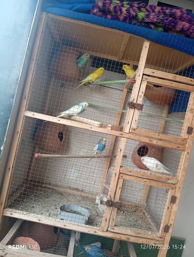 Budgie Parrots for Sale