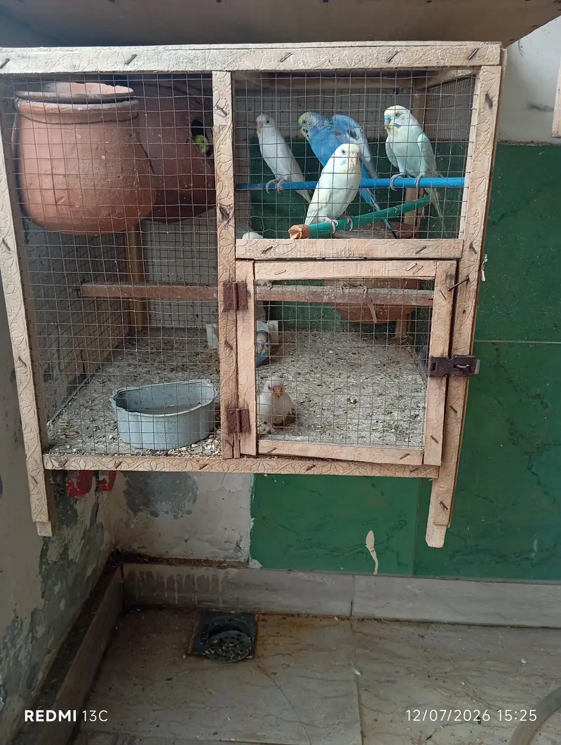 Budgie Parrots for Sale — photo 2