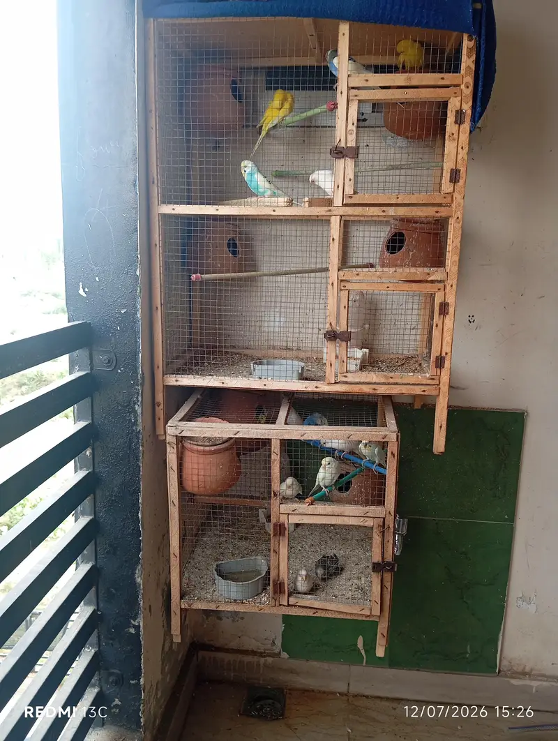 Budgie Parrots for Sale — photo 3