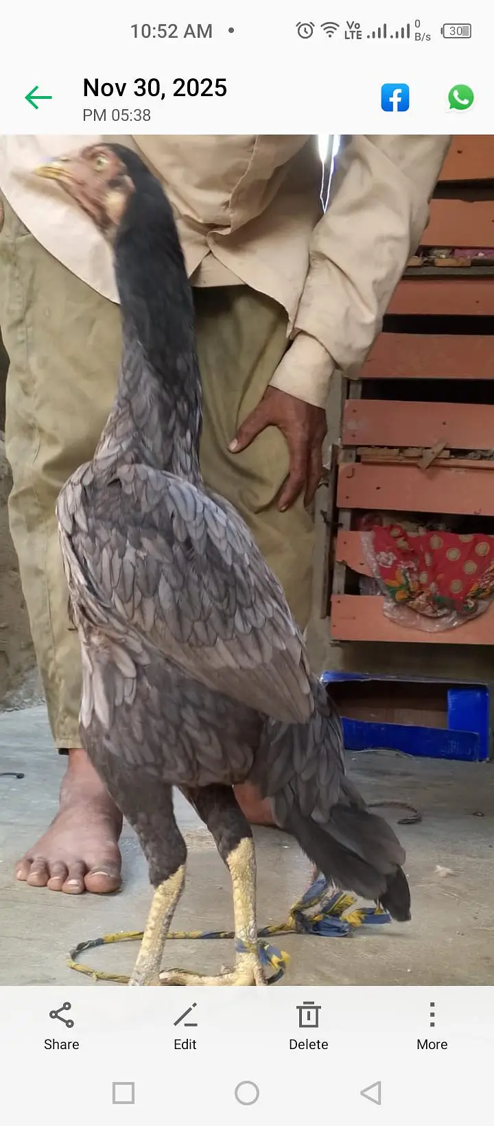 Aseel Murgi — photo 2