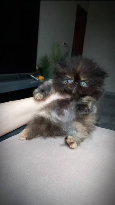 Persian kitten , peki face