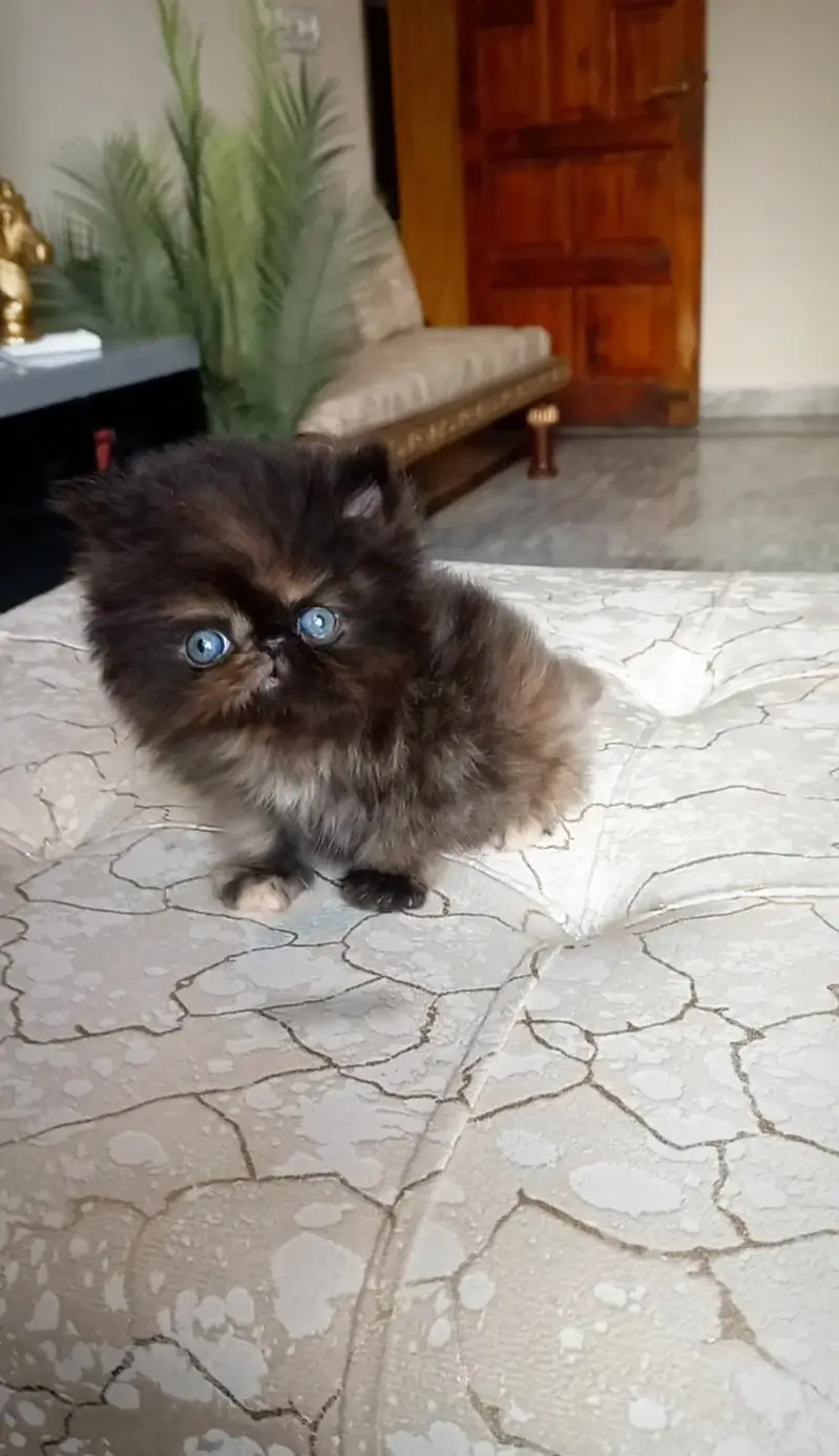 Persian kitten , peki face — photo 2
