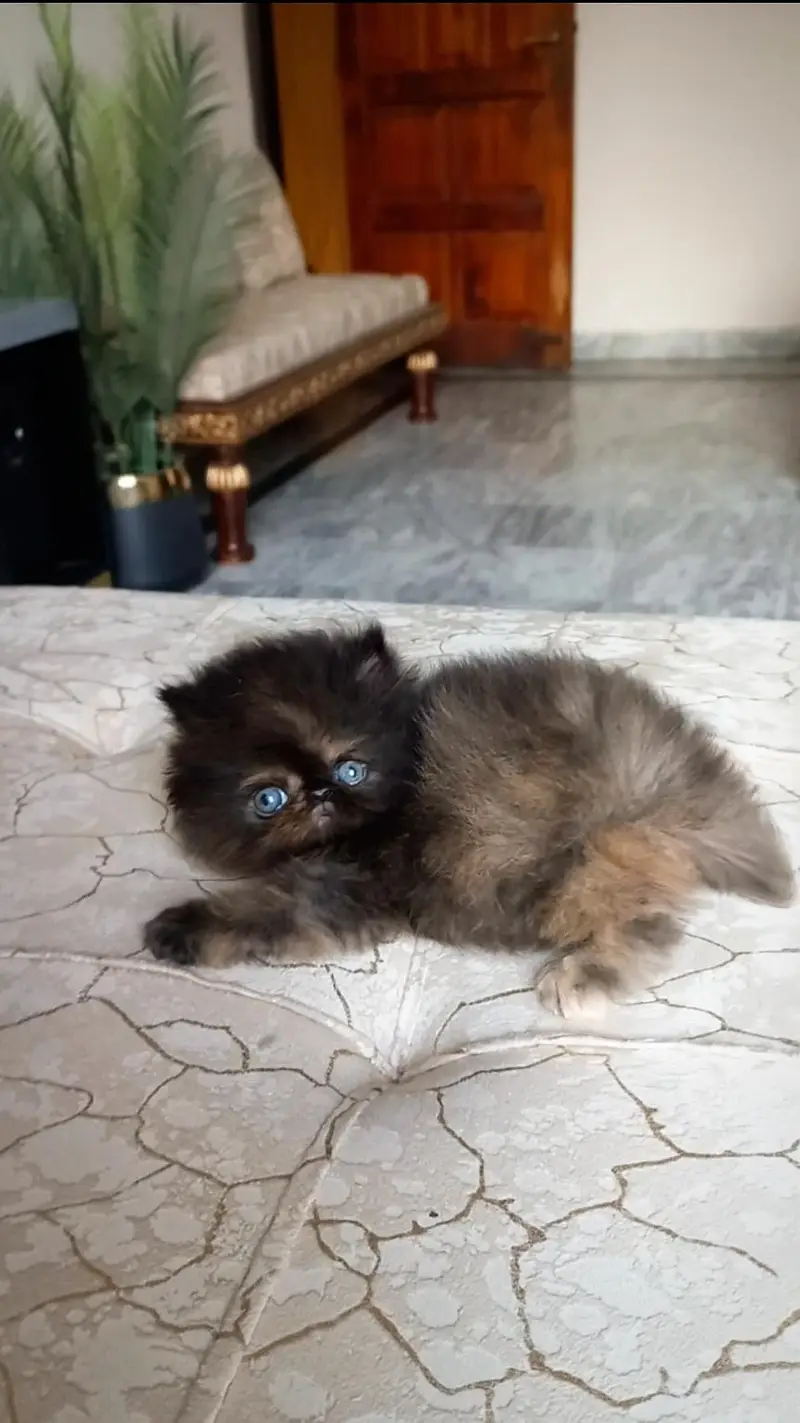 Persian kitten , peki face — photo 3
