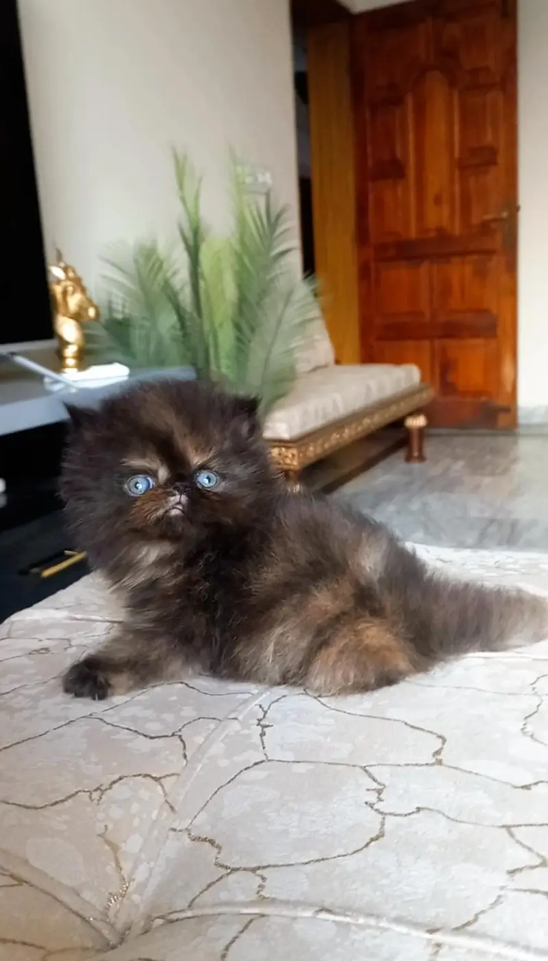 Persian kitten , peki face — photo 4
