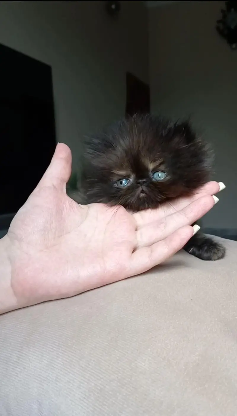 Persian kitten , peki face — photo 5
