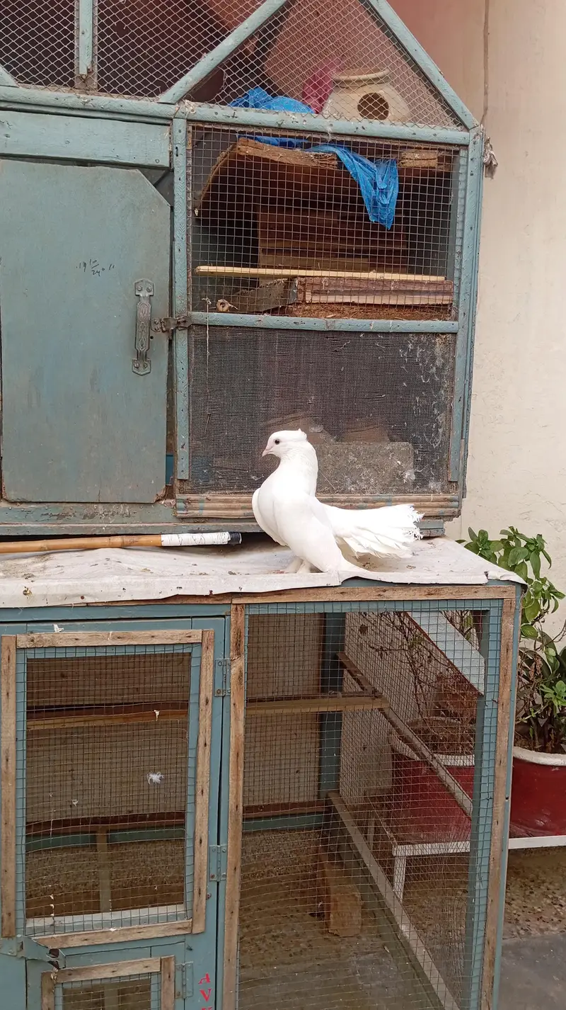 Lakka kabutor — photo 7