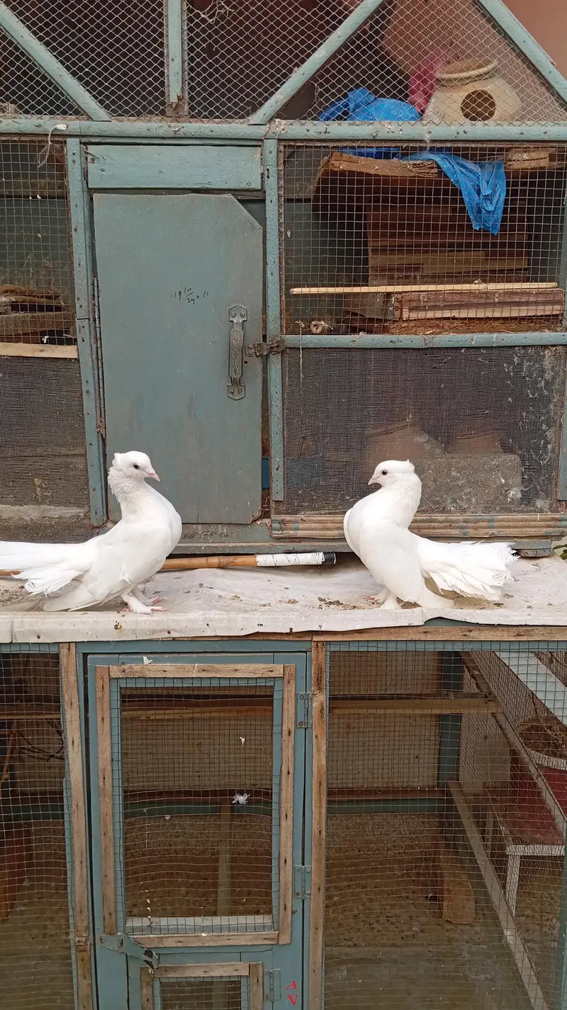 Lakka kabutor — photo 8
