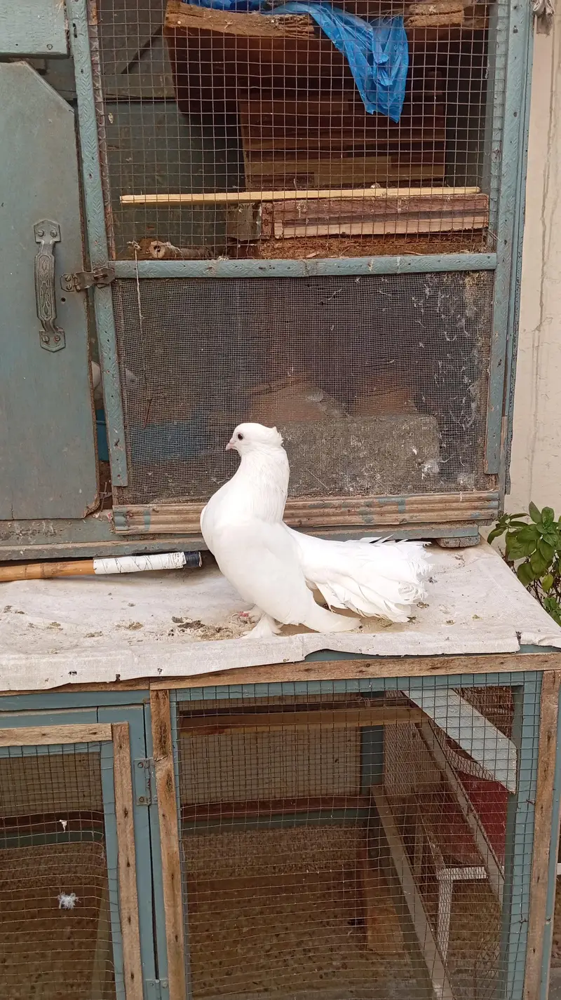 Lakka kabutor — photo 9