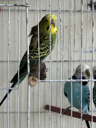 Crusted hogoromo King Sized breeder  Pair
