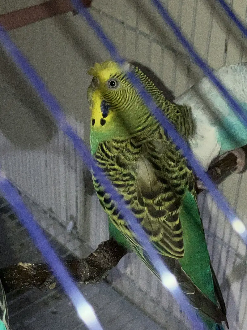 Crusted hogoromo King Sized breeder  Pair — photo 2