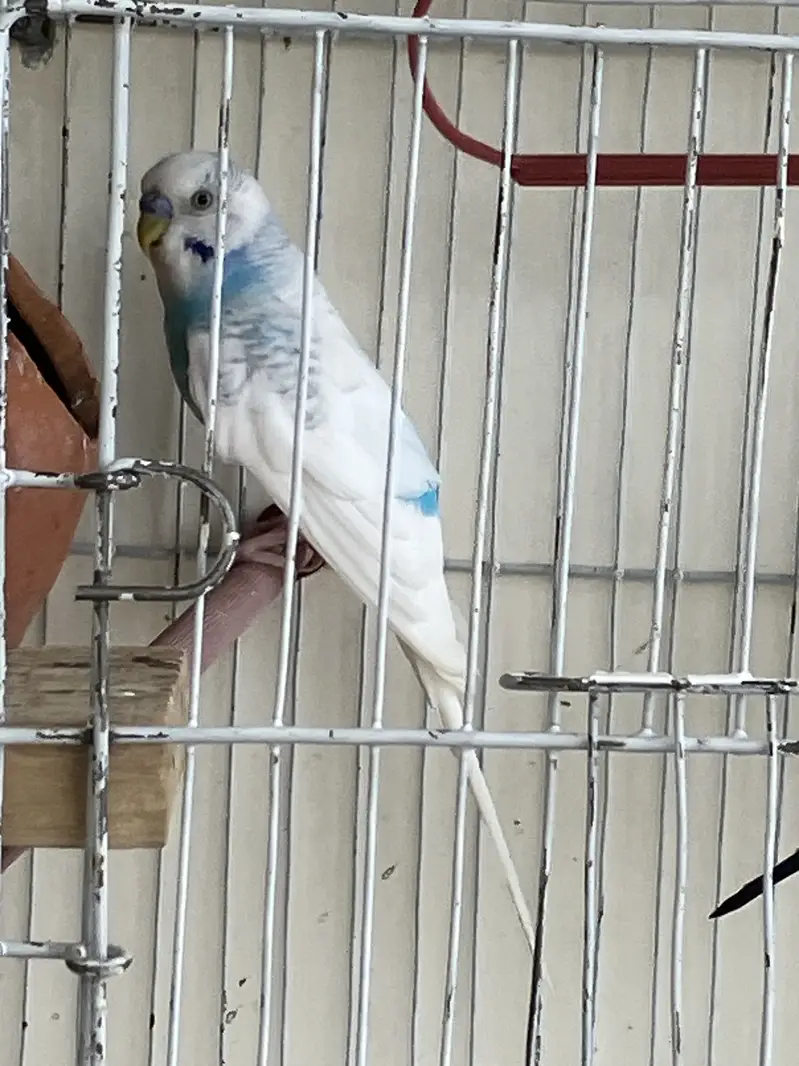 Crusted hogoromo King Sized breeder  Pair — photo 3
