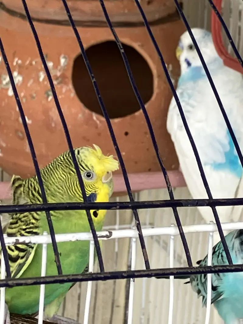 Crusted hogoromo King Sized breeder  Pair — photo 4