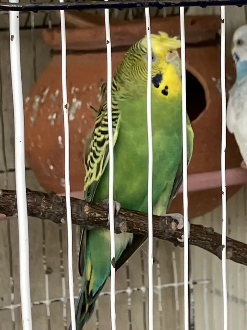 Crusted hogoromo King Sized breeder  Pair — photo 5