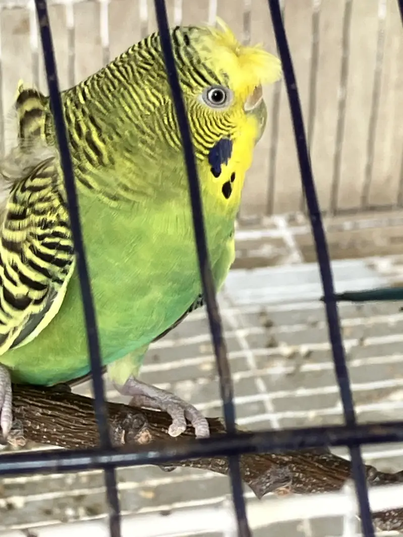 Crusted hogoromo King Sized breeder  Pair — photo 6