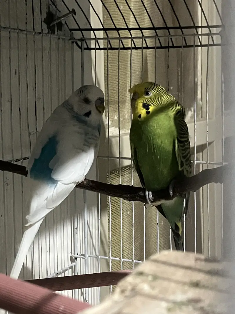 Crusted hogoromo King Sized breeder  Pair — photo 7