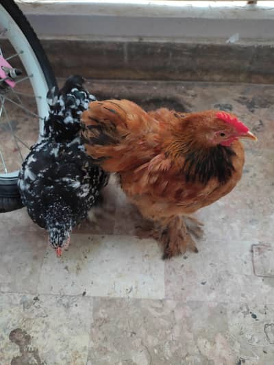 Bantam Pair Fix Price