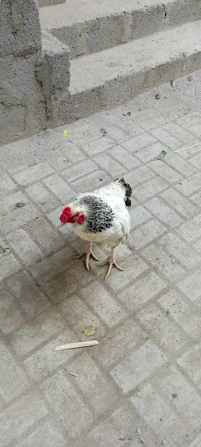 hen bird