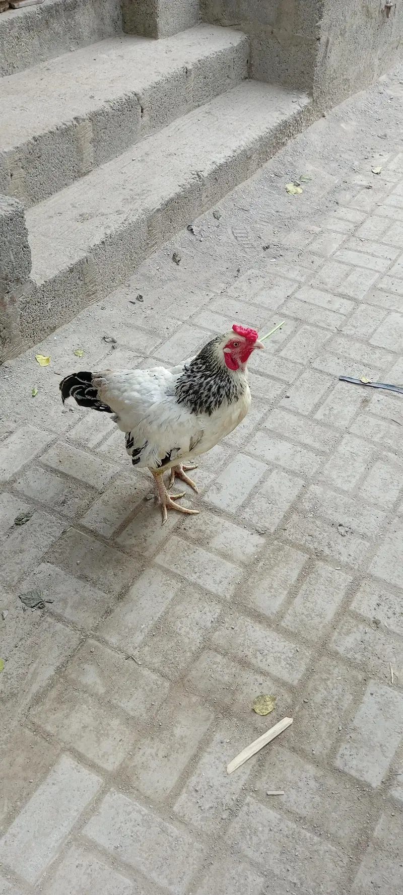 hen bird — photo 2
