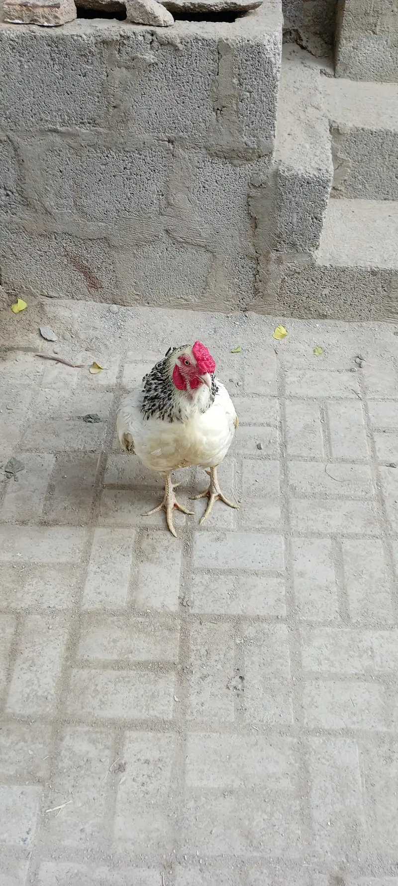 hen bird — photo 3