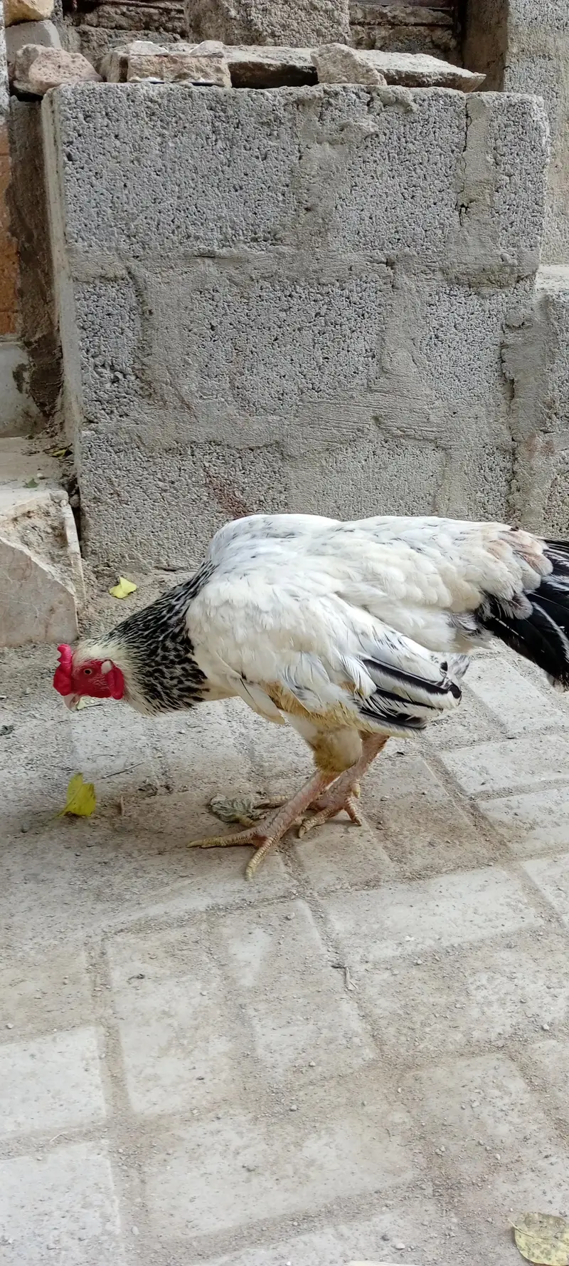 hen bird — photo 4