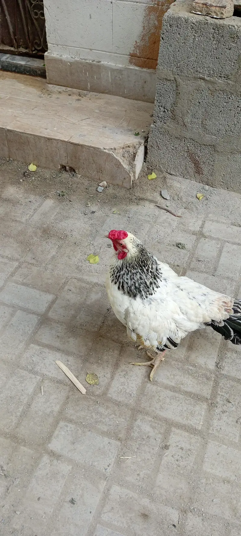 hen bird — photo 5
