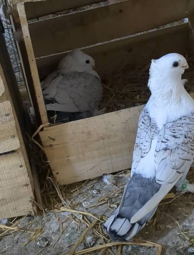 Sentient breeder pair