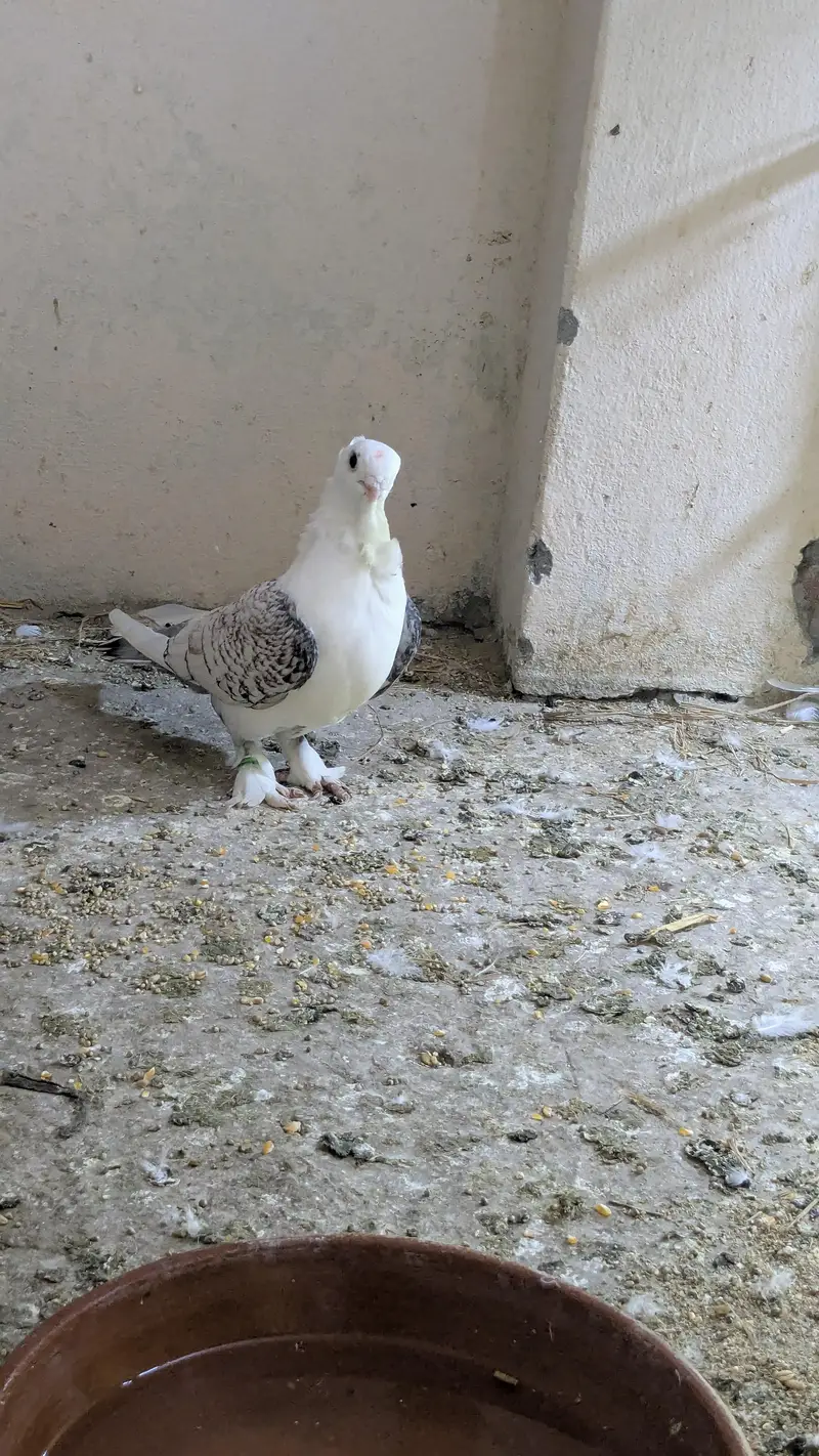 Sentient breeder pair — photo 2