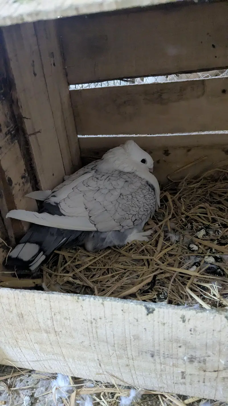 Sentient breeder pair — photo 3