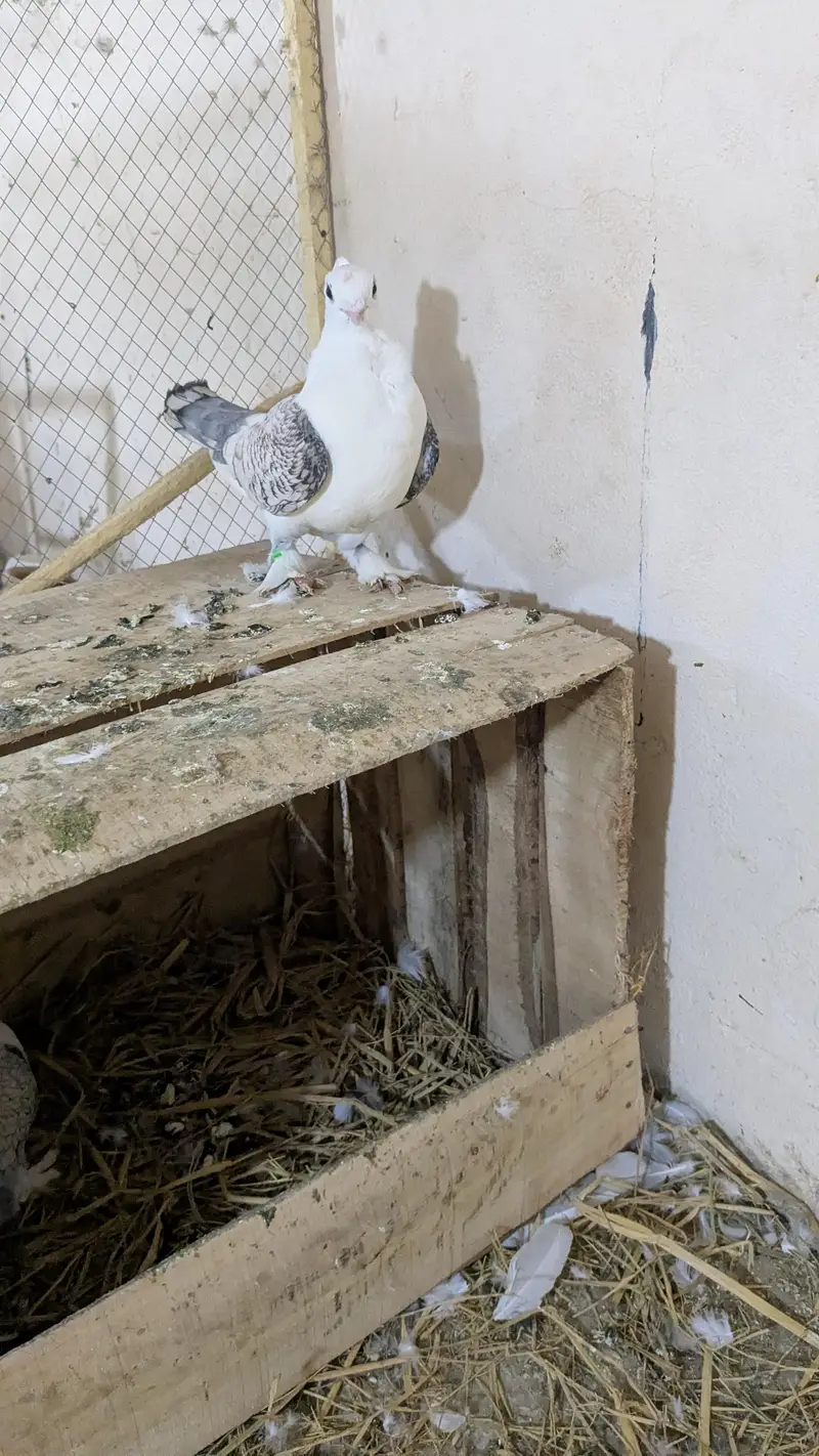 Sentient breeder pair — photo 4