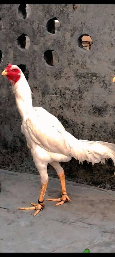 aseel king shamo white