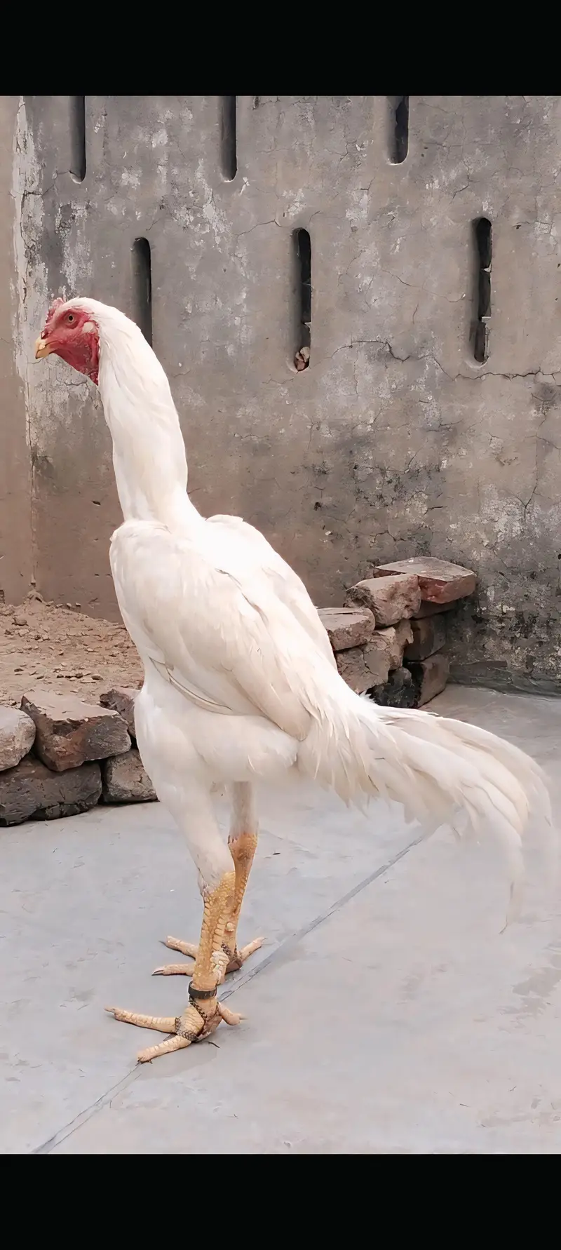 aseel king shamo white — photo 2