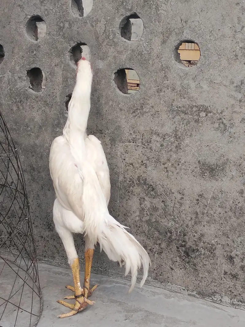 aseel king shamo white — photo 3