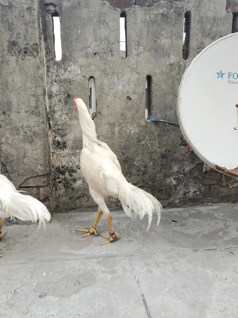 aseel king shamo white — photo 4