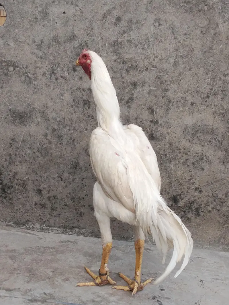 aseel king shamo white — photo 5