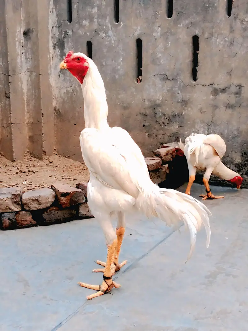 aseel king shamo white — photo 6