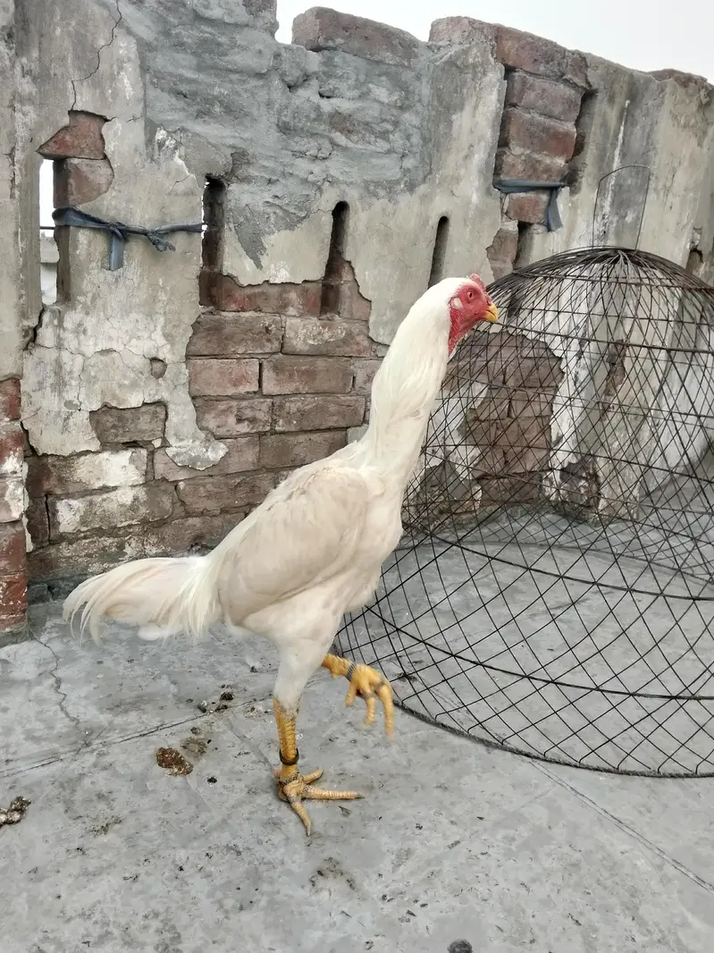 aseel king shamo white — photo 7