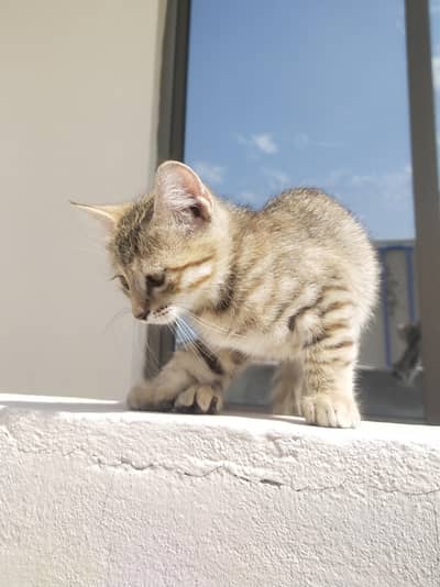 Persian x American Short hair Cross 3 cats / 2 Female / One Male