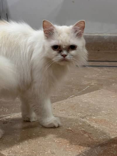 White/cream Persian _Doll Face