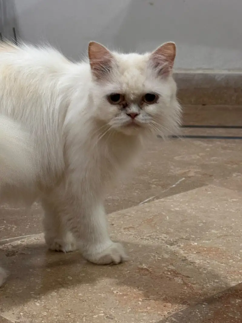 White/cream Persian _Doll Face
