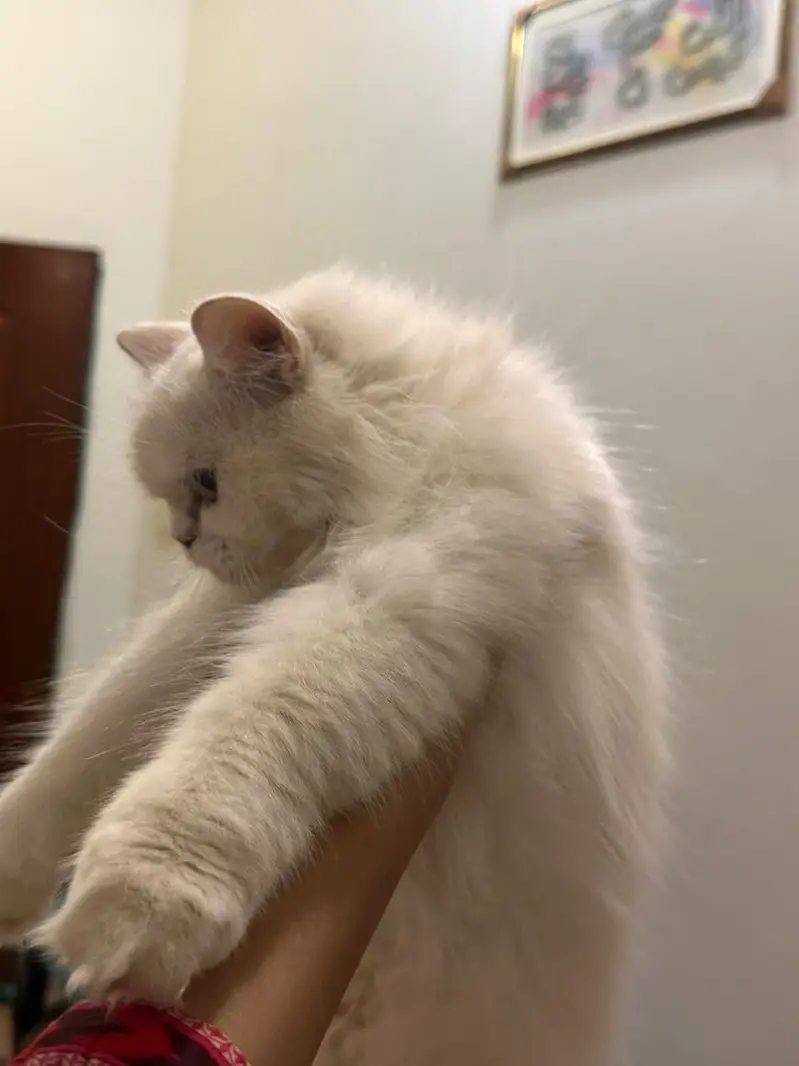 White/cream Persian _Doll Face — photo 3