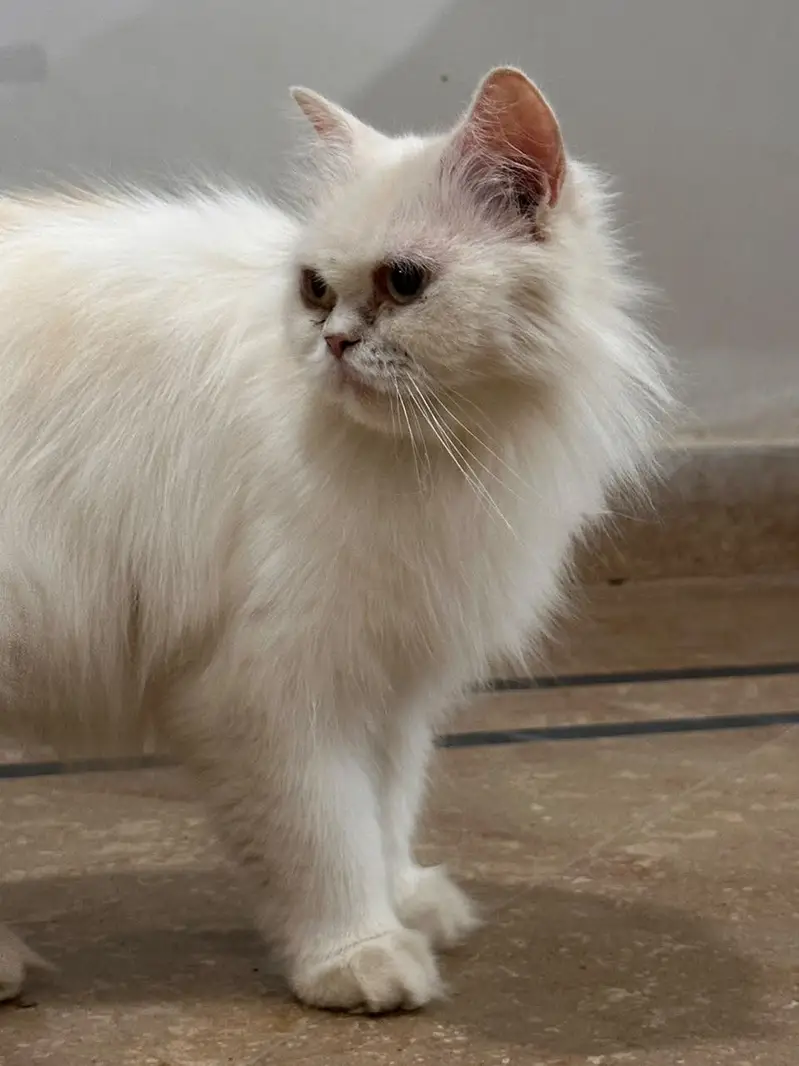 White/cream Persian _Doll Face — photo 4