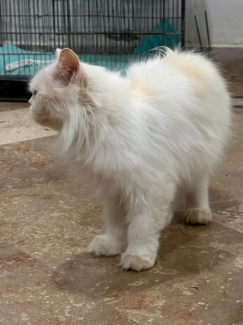 White/cream Persian _Doll Face — photo 5