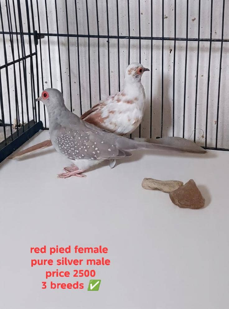 QUALITY DOVES 0