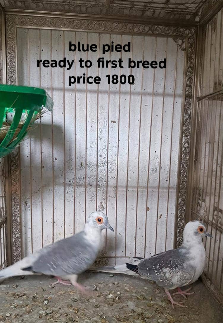 QUALITY DOVES 1